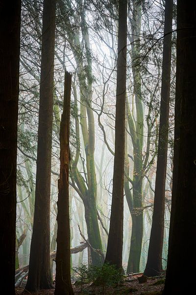 Mystischer Speulderbos von Jenco van Zalk