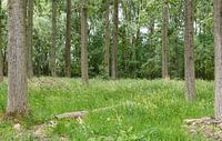 View over the Flemish woods around Lebbeke van Werner Lerooy thumbnail