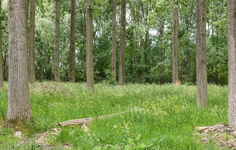 View over the Flemish woods around Lebbeke van Werner Lerooy