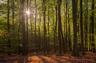 Licht door de bomen in het Speulderbos von Renske Breur Miniaturansicht