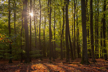 Licht door de bomen in het Speulderbos