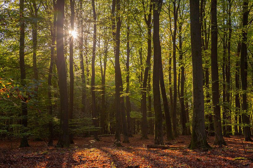 Licht door de bomen in het Speulderbos von Renske Breur
