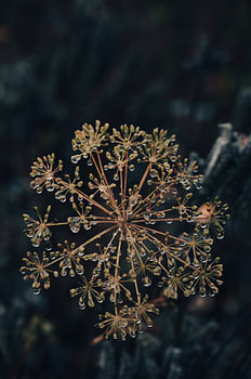 Inflorescence en ombelle sous la pluie, avec des gouttes d'eau