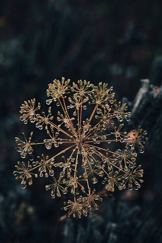 Doldenblüte im Regen mit Wassertropfen
