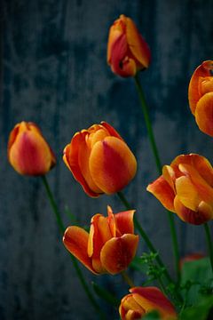Vurige tulpen van Elize Fotografie
