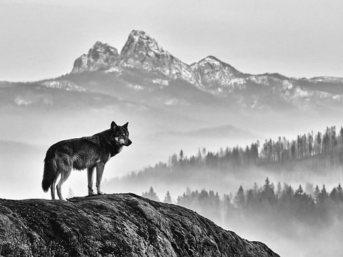 Wolf über einer nebligen Berglandschaft