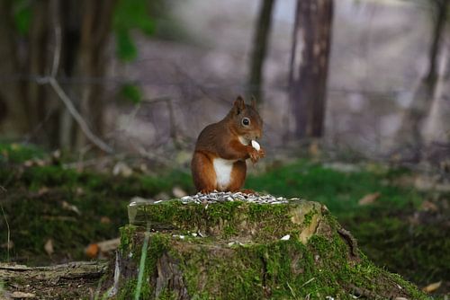 Écureuil Écureuil Forêt Forêt Mange Temps Déjeuner Mignon