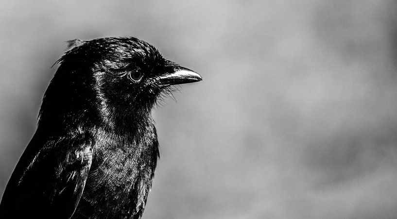 Little black bird von Marit van de Klok