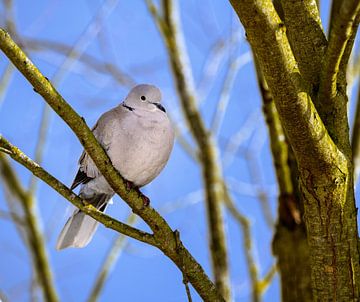 A pigeon sits on a branch by ManfredFotos