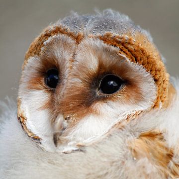 Barn Owl von Martzen Fotografie