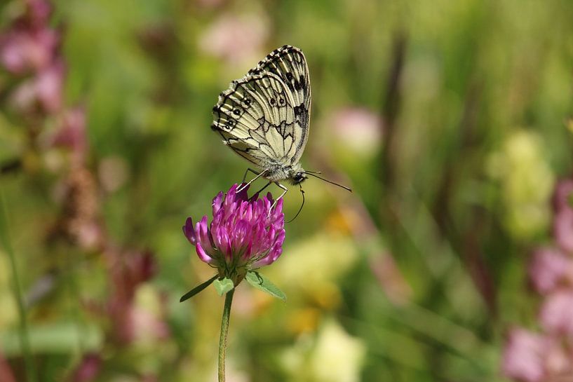 Schachbrett-Schmetterling auf rotem Klee von Ines Porada