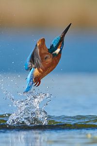 Eisvogel - Messe von Eisvogel.land - Corné van Oosterhout