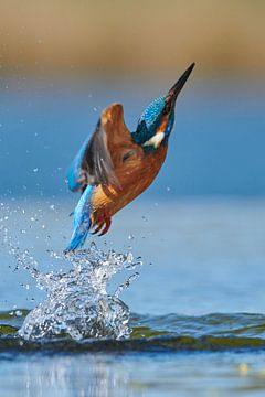 Kingfisher - Mass by Kingfisher.photo - Corné van Oosterhout