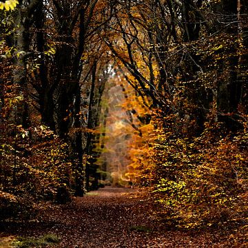 Beukenlaan met herfstkleuren van Theo Fokker