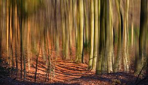 I will not see the wood for the trees sur Georges Hoeberechts