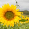 Zonnebloemen van Diederik De Mezel