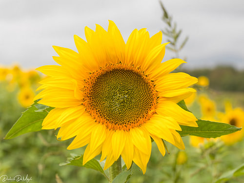 Zonnebloemen