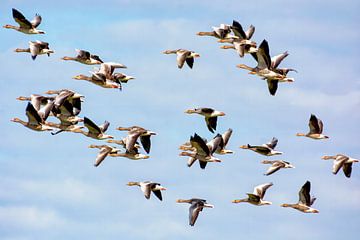 Geese flying by Laimute Kuriene