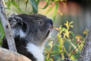 Nahaufnahme eines Koalas oder Koala-Bären von Rini Kools