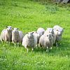 Schafherde auf einer grünen Wiese. Skandinavische Landschaft. Nutztier. von Martin Köbsch