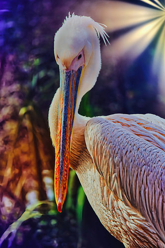 Pink pelican in the evening light
