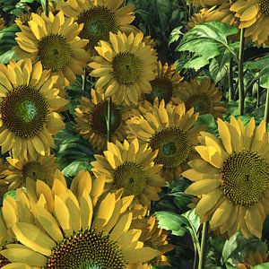 Landschap – Zonnebloemen detail van een veld van Jan Keteleer