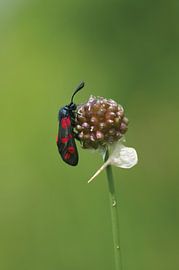 Zygaeana van Margriet Louwen