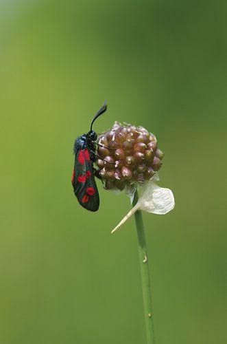 Zygaeana