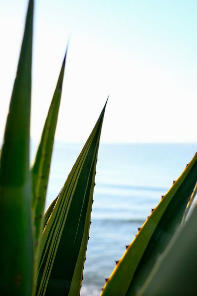 Agave bladeren aan de Middellandse Zee van Diana van Neck Photography