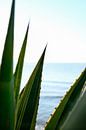 Agave bladeren aan de Middellandse Zee van Diana van Neck Photography thumbnail