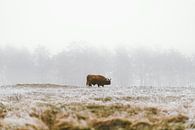 Schotse hooglander in de winter (landscape) van Dave Adriaanse thumbnail