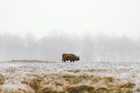 Vache Écossaise dans un Paysage Hivernal Brumeux