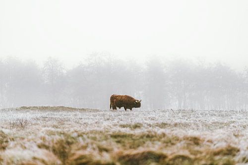 Highland Cow in Misty Winter Landscape