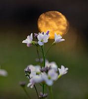 Wilde Bloem in zonsondergang