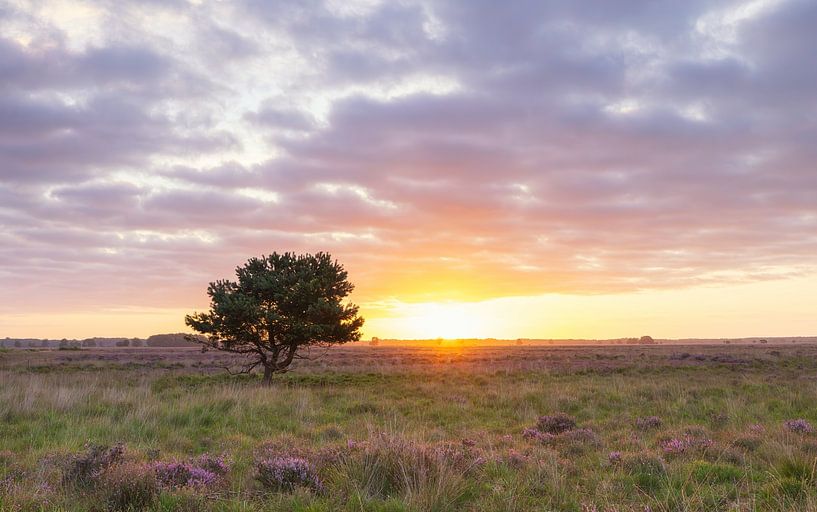 Sunrise Dwingelderveld (Netherlands) by Marcel Kerdijk