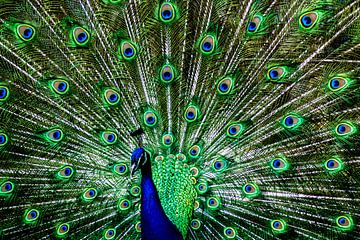 The peacock
