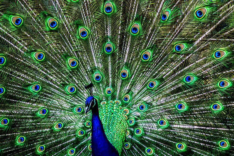 The peacock by Photoart-Naegele