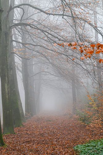Misty path to nowhere