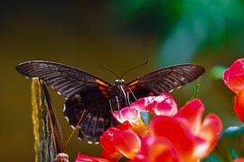 Dark butterfly on colourful flowers by MaartenCPhotos