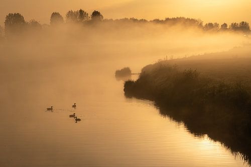 Eenden op de rivier bij zonsopkomst