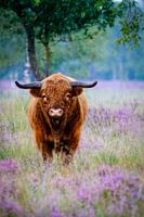 Schotse Hooglander tussen de heide