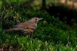 Thrush by Merijn Loch
