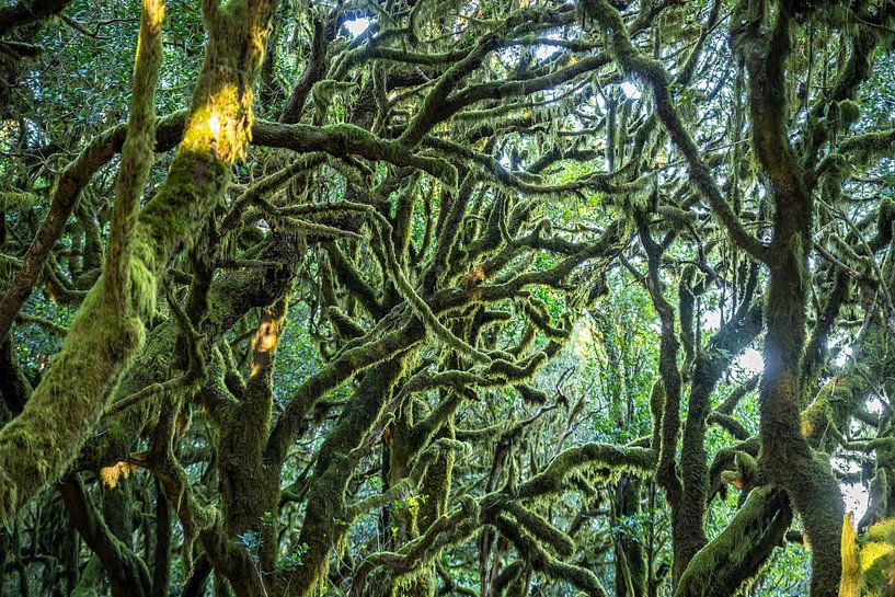 Urwald La Gomera von Peter Schickert