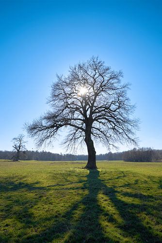 Eiken in een weide tegen het licht