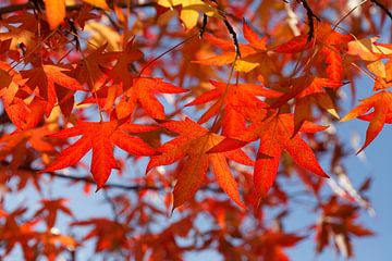 Esdoorn (Acer ), rode herfstbladeren aan een boom, Duitsland