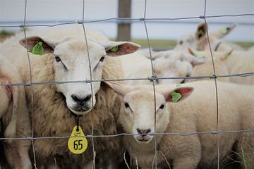Sheep with lamb by Nikki van den Brink