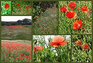 Italian Red Poppy Collage by Dorothy Berry-Lound thumbnail