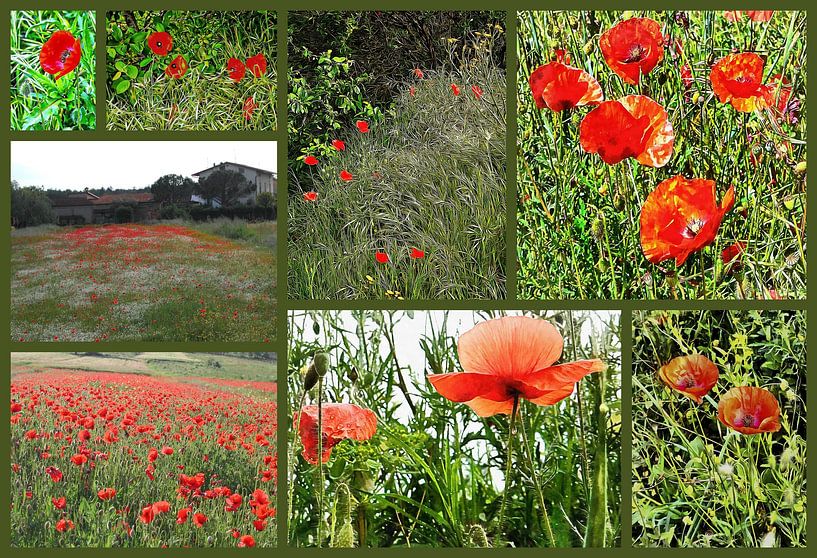 Italian Red Poppy Collage by Dorothy Berry-Lound