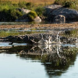 Kruger Park, krokodil rent verschrikt op het water van Peter van Bergeijk