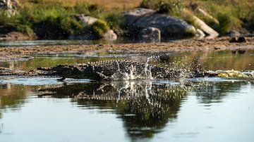 Kruger Park, krokodil rent verschrikt op het water